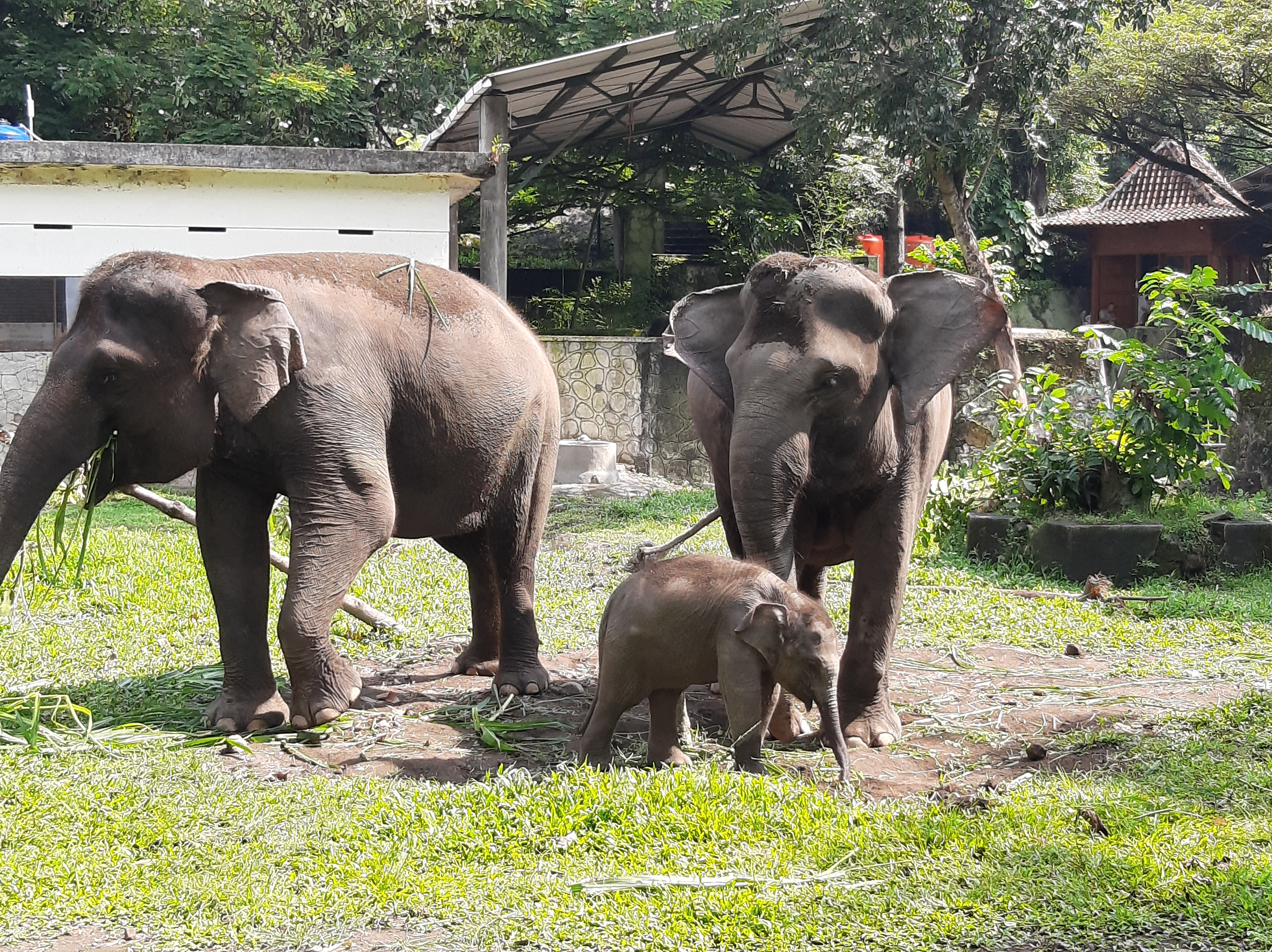 Arinta, anak gajah koleksi Kbun Binatang Gembira Loka (GLZoo) Yogyakarta menjadi salah satu tempat tontonan disukai pengunjung.