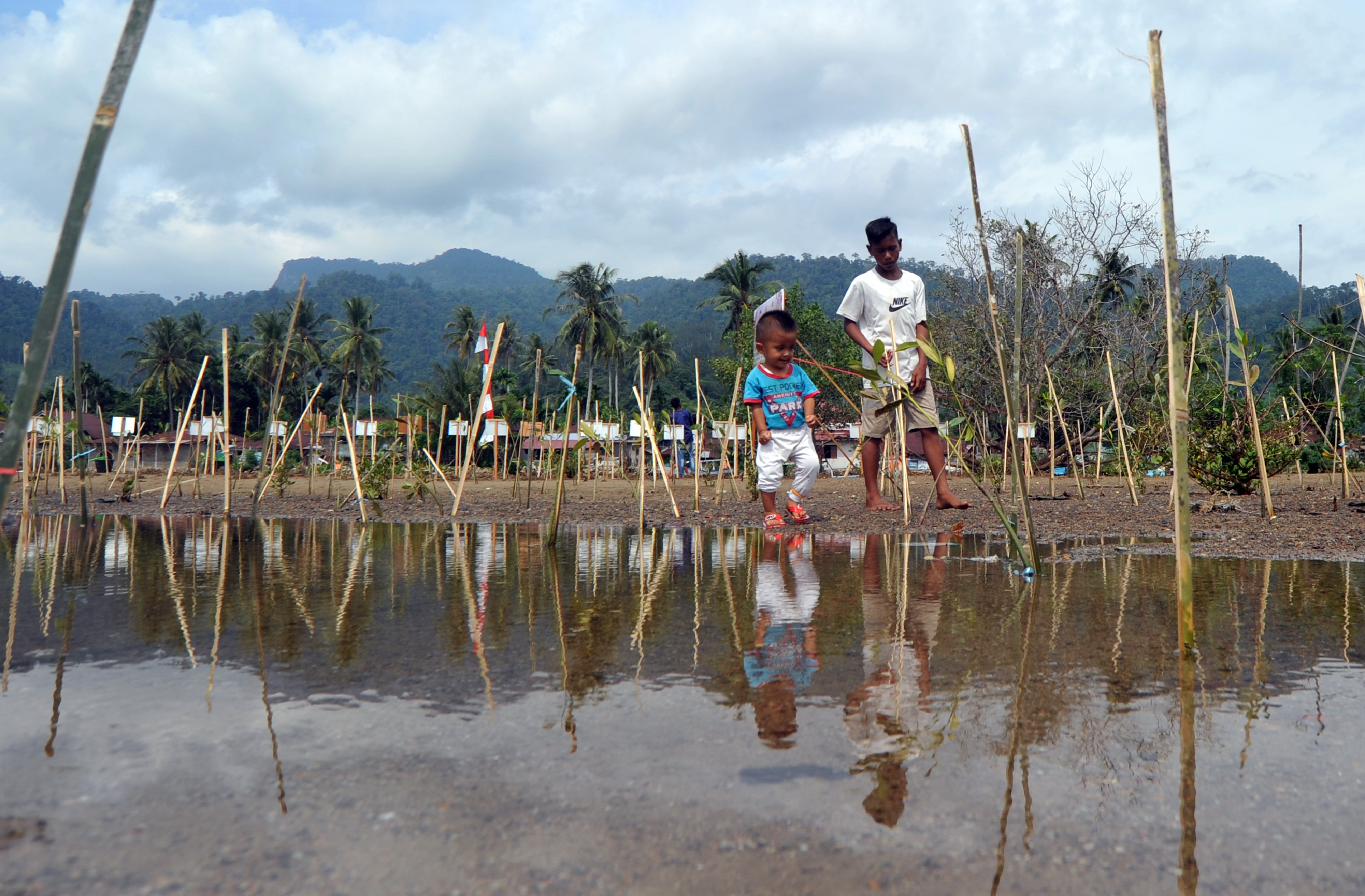 Penanaman Mangrove di Padang,Sumatera Barat