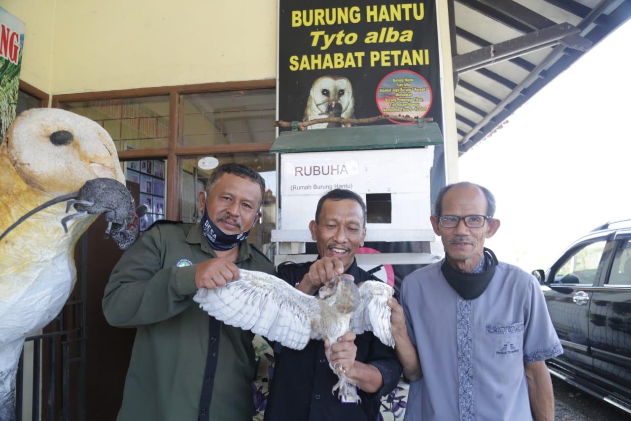 Petani Sumedang Gunakan Burung Hantu Atasi Hama Tikus
