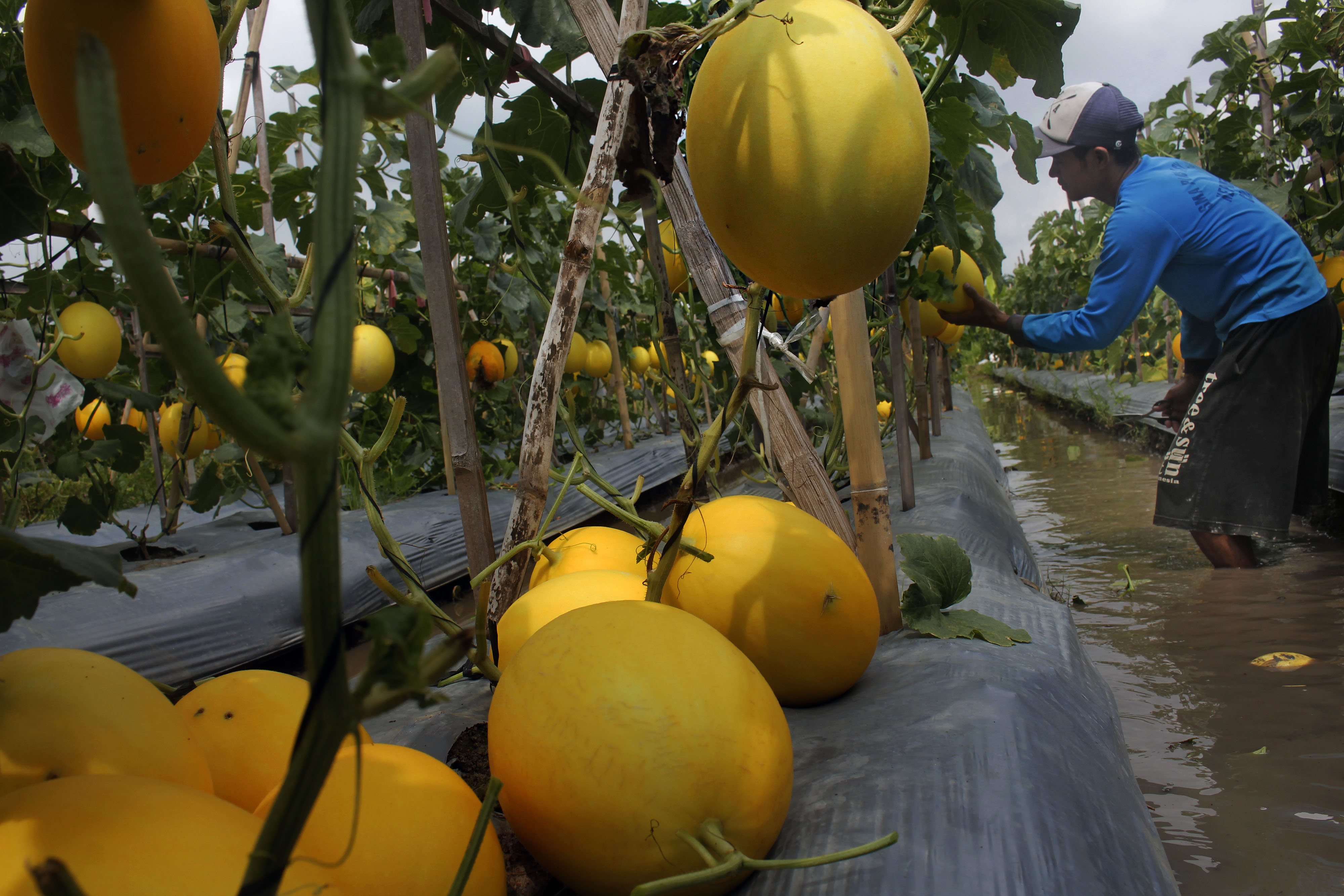 Petani memanen melon emas (golden melon) di Kampung Cipocok, Serang, Banten.