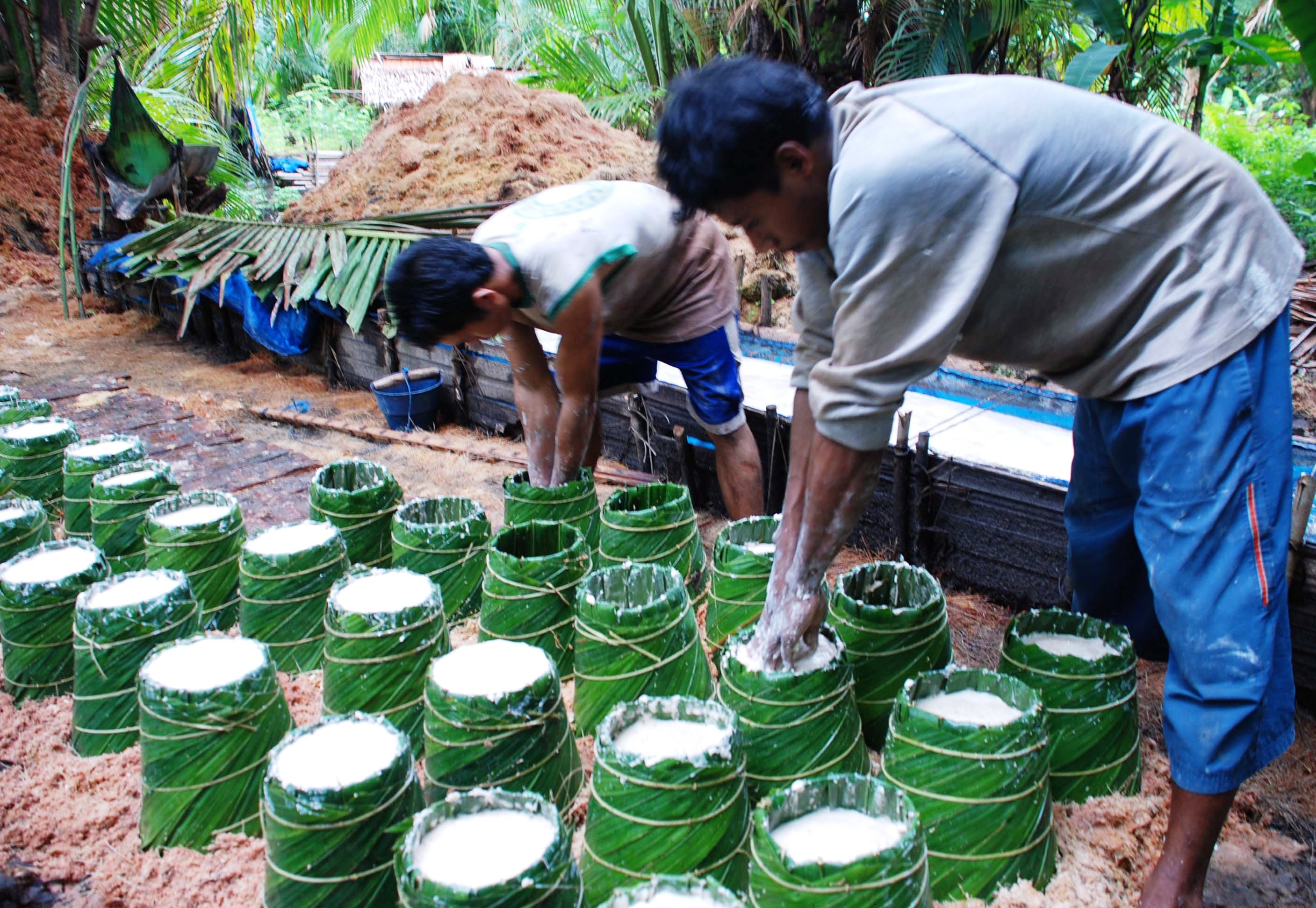 Perajin sagu di Maluku mengisi sagu hasil olahan ke dalam tumang