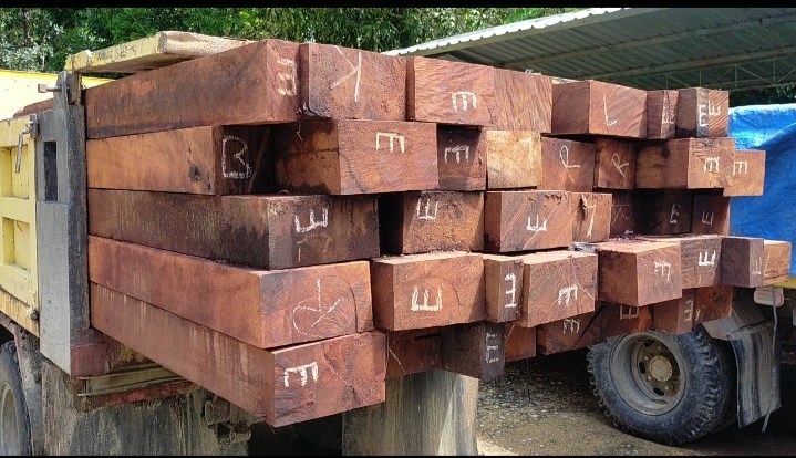 Ilustrasi kayu ilegal