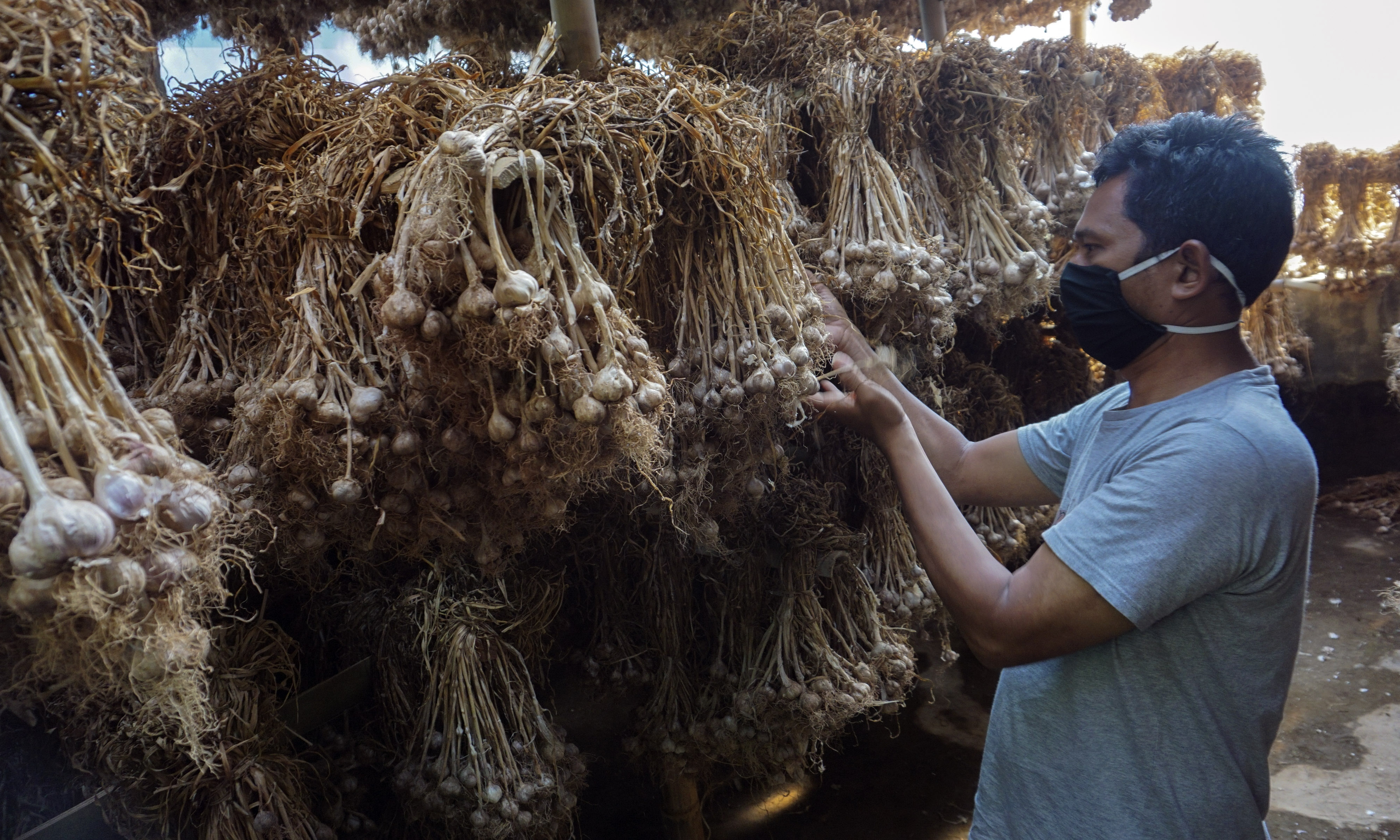 Warga menyortir bibit bawang putih kualitas ekspor di Balai Penyuluhan Pertanian, Bawang, Kabupaten Batang, Jawa Tengah, Sabtu (22/8).