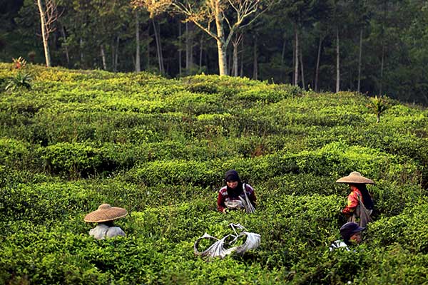 Skema baru pemungutan Pajak Pertambahan Nilai (PPN) produk pertanian tertentu melalui Peraturan Menteri Keuangan (PMK) 89/2020.