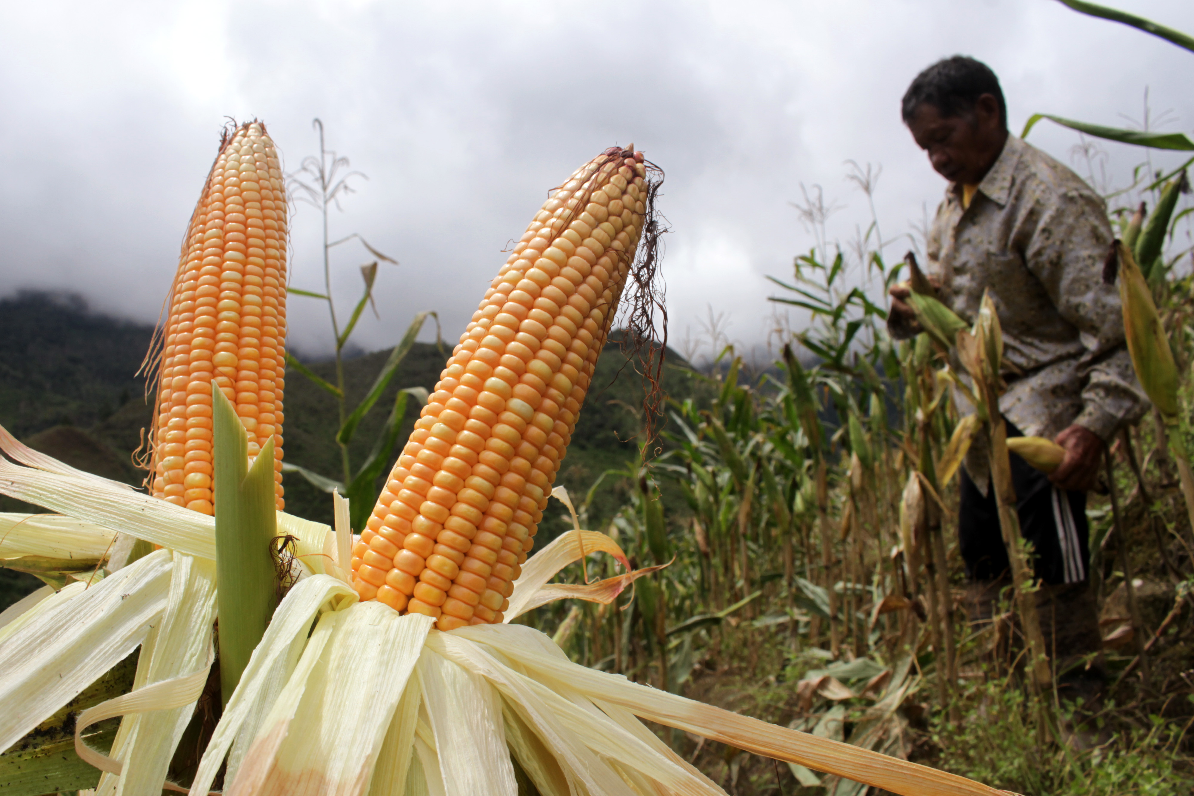 Petani memanen jagung di Desa Bone-Bone, Sulawesi Selatan.