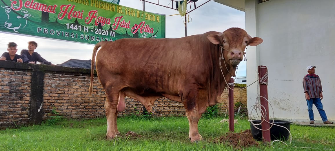 sapi  bantuan Presiden Jokowi berjenis limosin seberat 1,2 ton untuk warga di Sumbar 