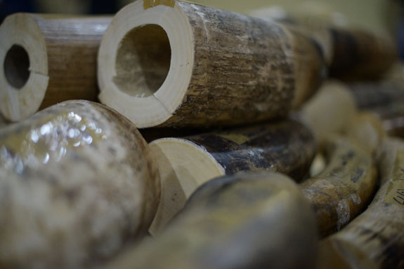 Ilustrasi: Gading Gajah