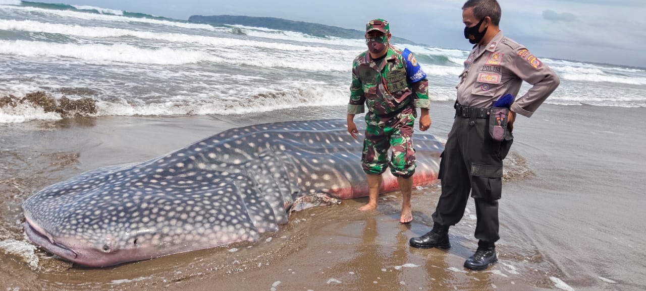 Bangkai hiu paus tutul terdampar di Pantai Lembah Putri,Dusun Karangsari, Desa Putrapinggan, Kecamatan Kalipucang, KabupatenPangandaran