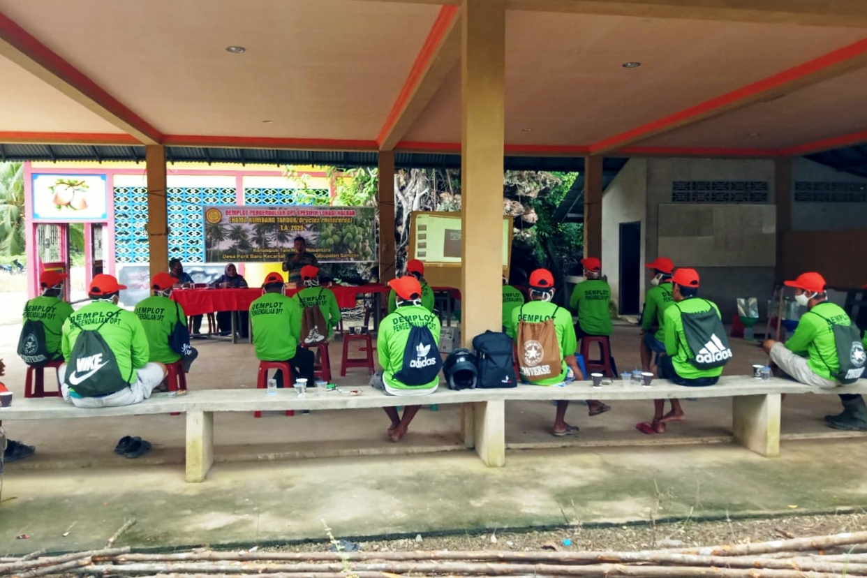 Kementan Dorong Produktivitas Kelapa Lewat Pelatihan Kendalikan OPT.