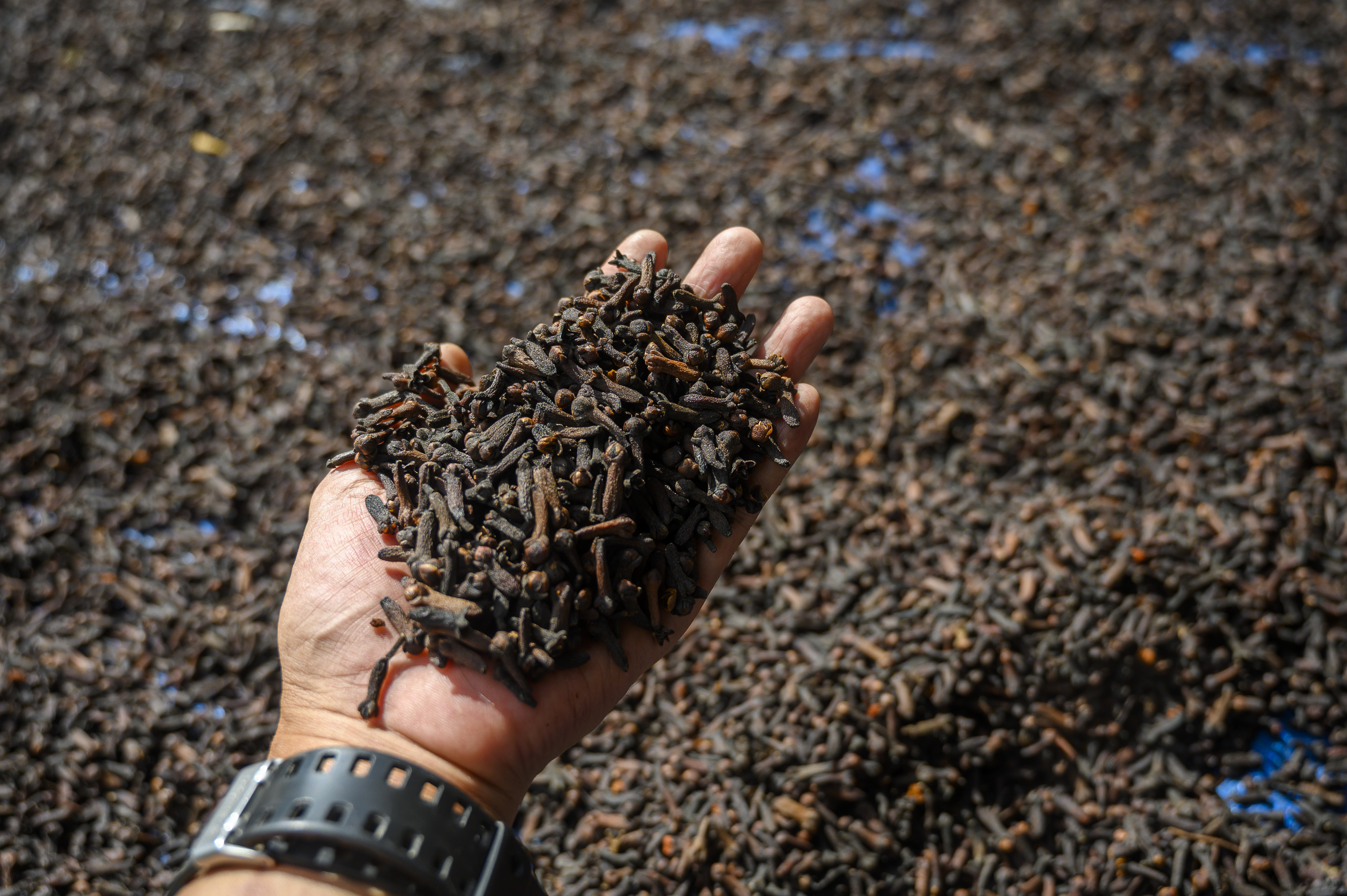 Pekerja menunjukkan cengkih yang dijemur di salah satu pengepul di Palu, Sulawesi Tengah, Selasa (21/7/2020)