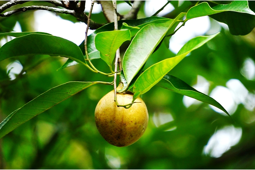 Sertifikasi Virtual, Cara Baru Melayani Negeri