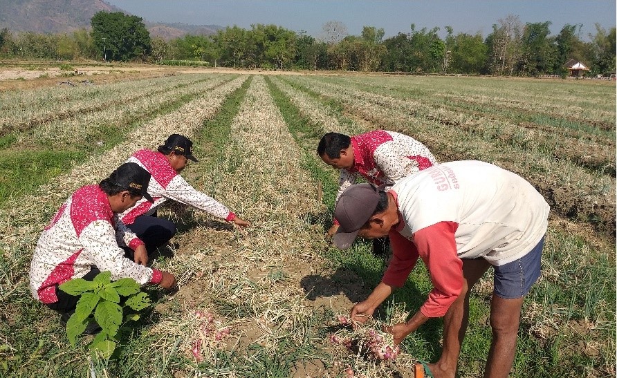 Peran Kostratani justru menjadi sangat penting untuk meningkatkan produksi pertanian termasuk pertanian bawang merah di Wonogiri, Jateng.
