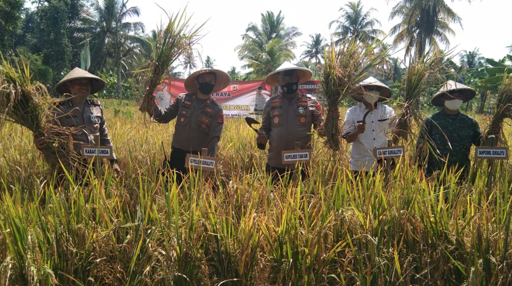  Kapolres Cianjur, Jawa Barat, Ajun Komisaris Besar Juang Andi Priyanto, memanen padi dan sayuran di Lembur Tohaga Mandiri Lodaya.