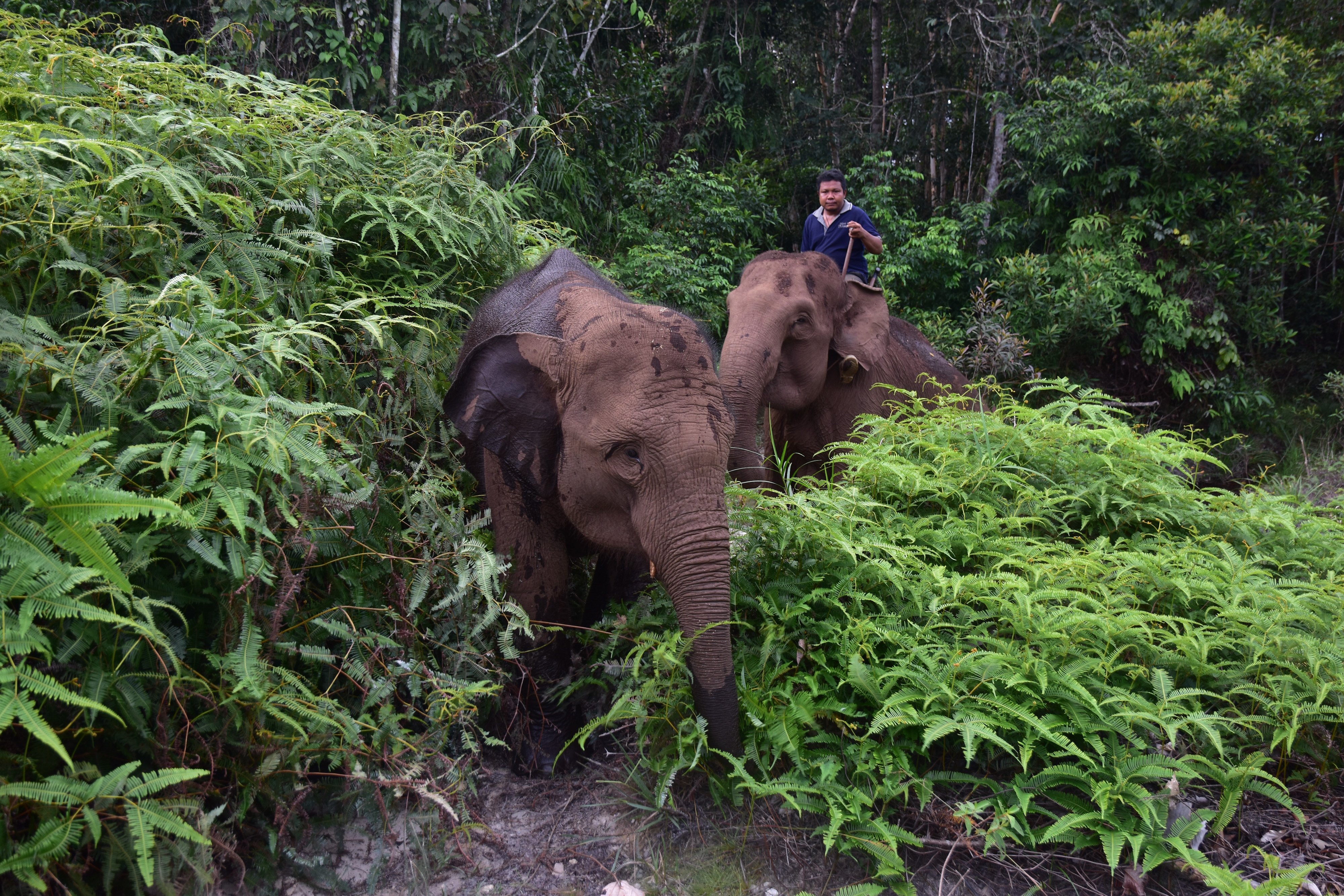 Ilustrasi kawasan konservasi: Populasi Gajah Sumatra di Taman Nasional Tesso Nilo, Provinsi Riau