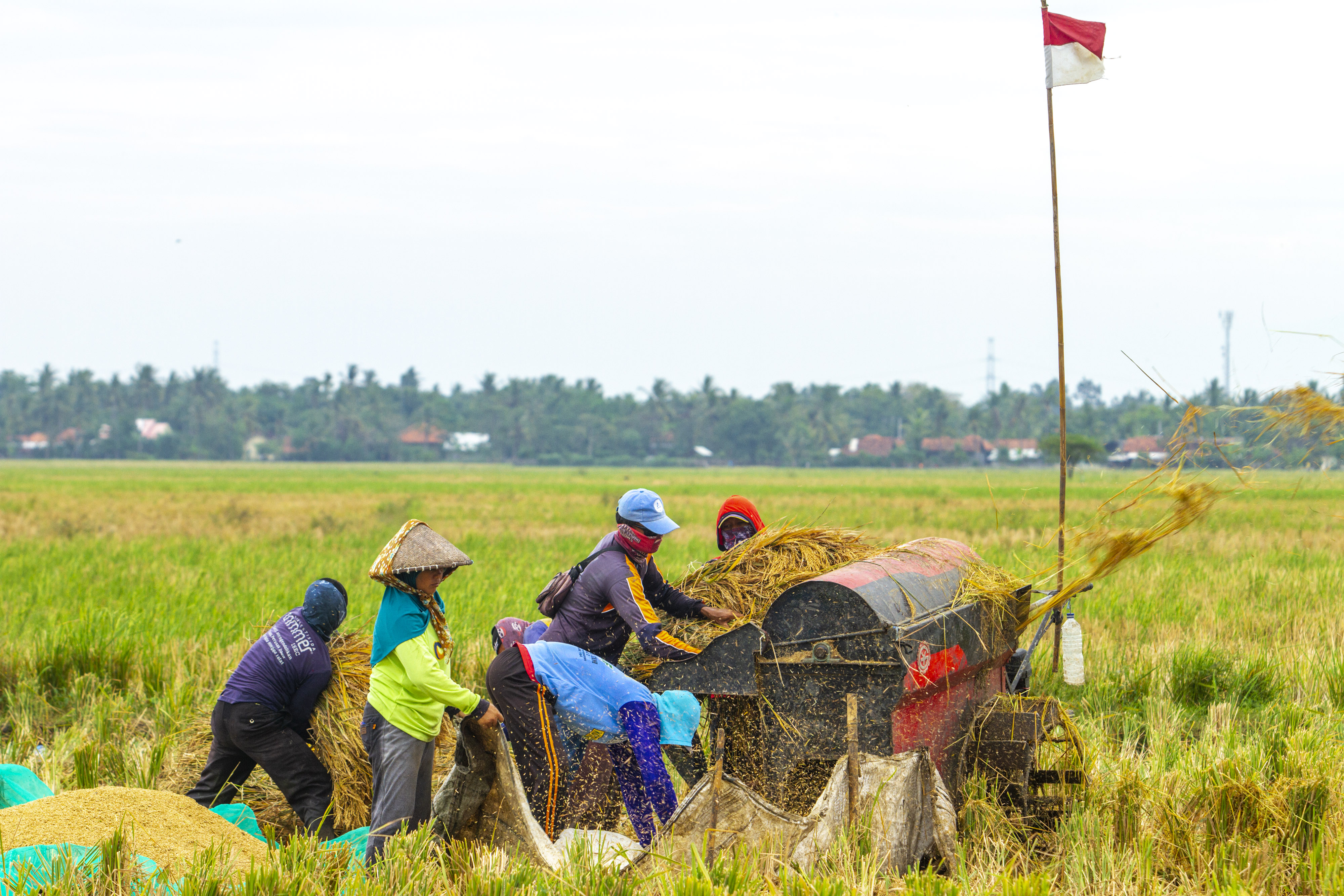 Petani di wilayah Karawang, Jawa Barat, yang didorong pemerintah untuk mengakses KUR.