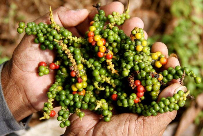 Komoditas rempah seperti lada, pala, dan cengkeh tercatat mengalami kenaikan ekspor dibanding tahun 2019. 