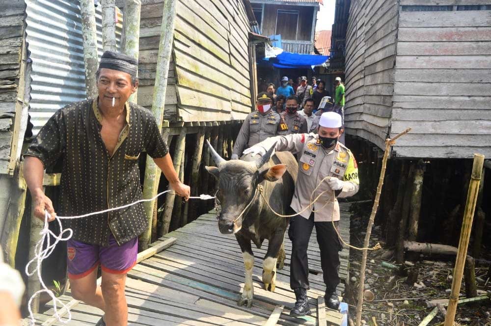 Kapolres Tanjungjabung Barat AKBP Guntur Saputro menggiring sapi kurban untuk warga Desa Suak Labu melewati jembatan kayu yang sudah miring.