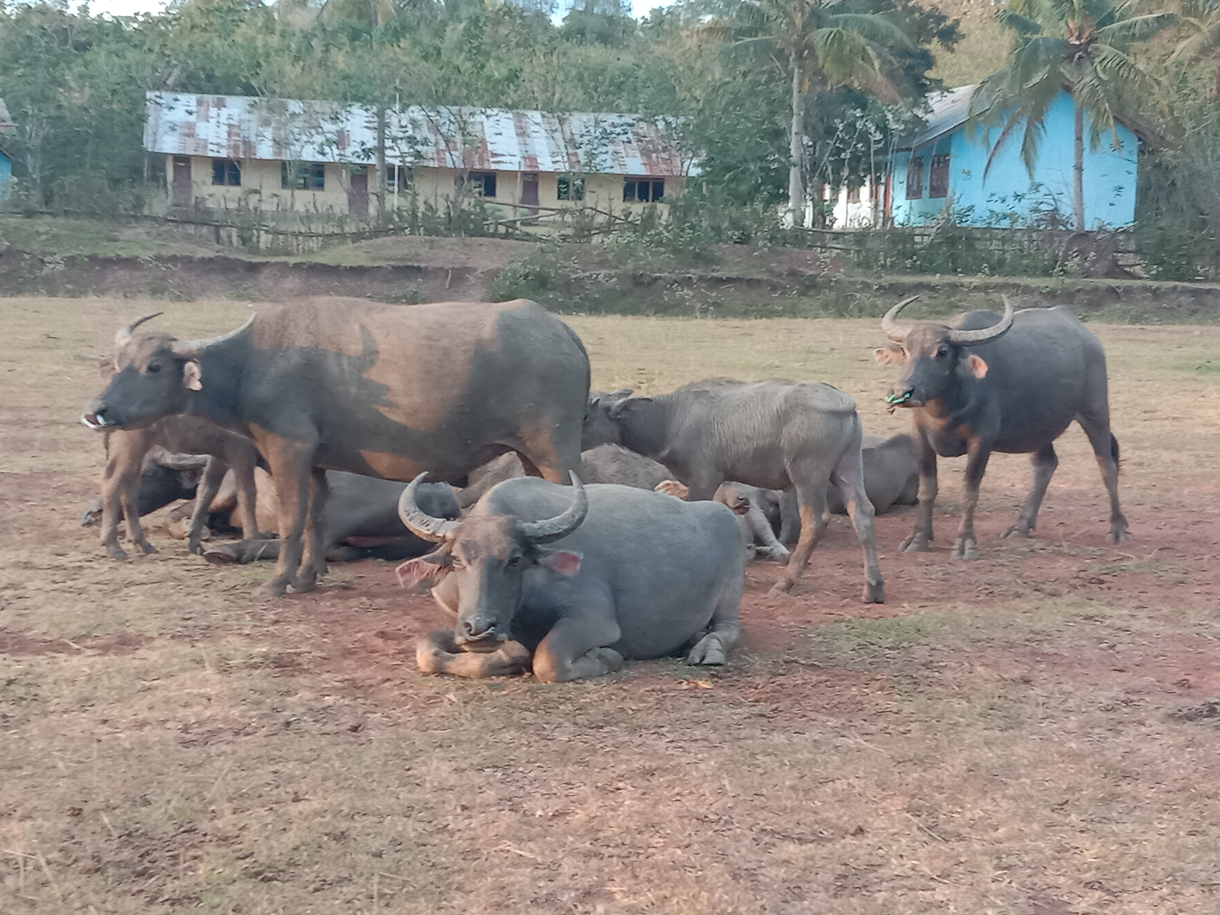 Akibat kekeringan di Manggarai Barat NTT, pemilik ternak harus membeli daun segar untuk pakan 