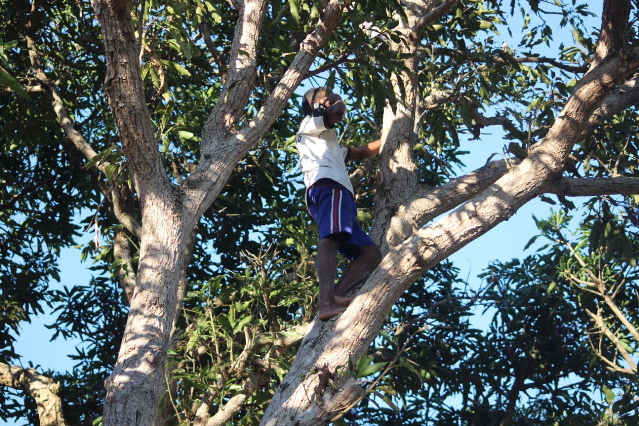Warga Dusun Glak, Desa Hale, Kecamatan Mapitara, Kabupaten Sikka, NTT harus memanjat pohon agar mendapat sinyal telepon seluler.
