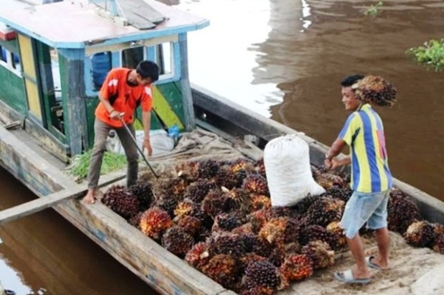 Semester I 2020, Ekspor Sawit Membaik