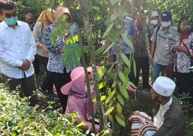  Perkebunan vanili yang menjadi komoditas andalan di daerah Salatiga, Jawa Tengah. 