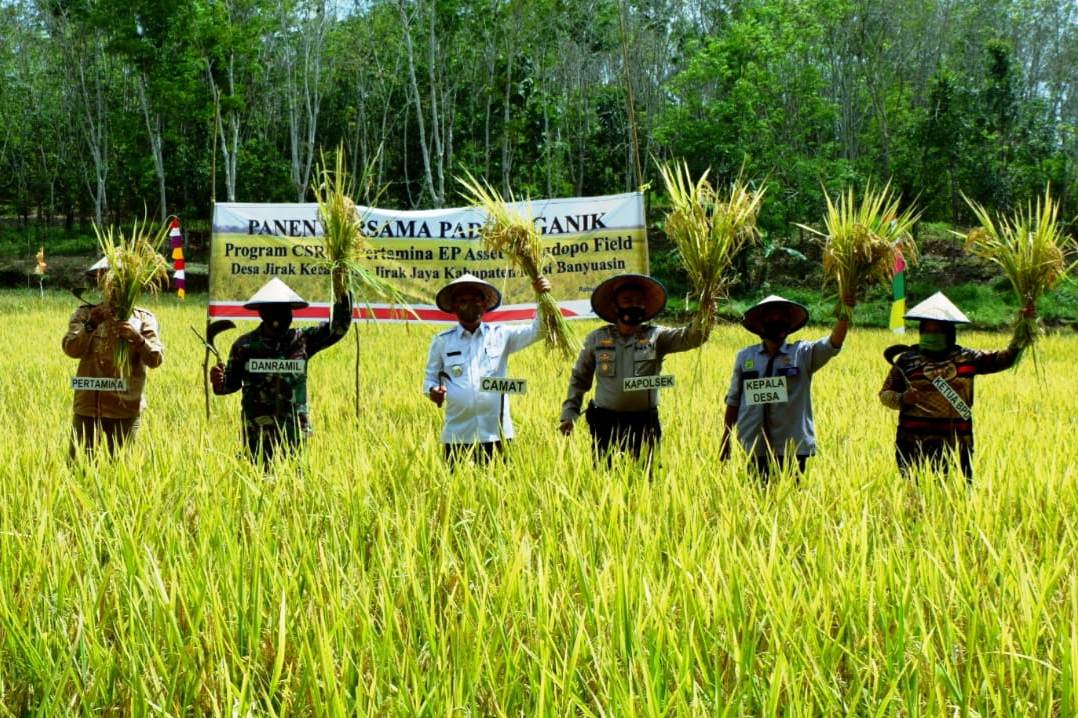 Petani Kelompok Bina Tani Organik Desa Jirak di Musi Banyuasin melakukan panen perdana Padi SRI Organik, Kamis (13/8).