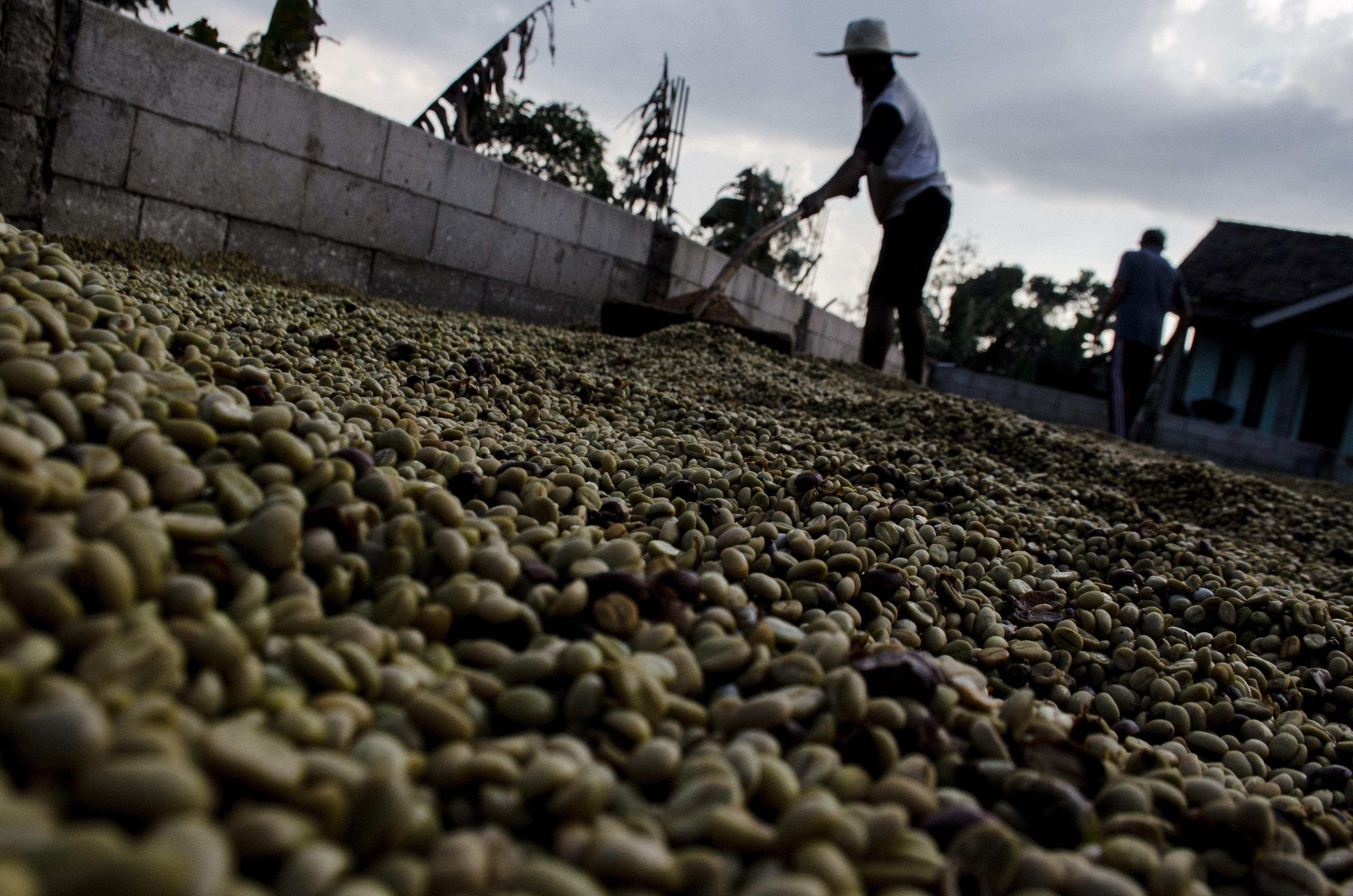 Petani menjemur biji kopi gabah (hard skin) Palintang jenis Arabika di Cilengkrang, Kabupaten Bandung, Jawa Barat, Sabtu (18/7).