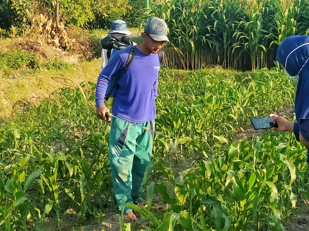 Petugas pengendali Organisme Penganggu Tumbuhan (POPT) Kabupaten Kediri bersama petani mengatasi hama ulat grayak. 