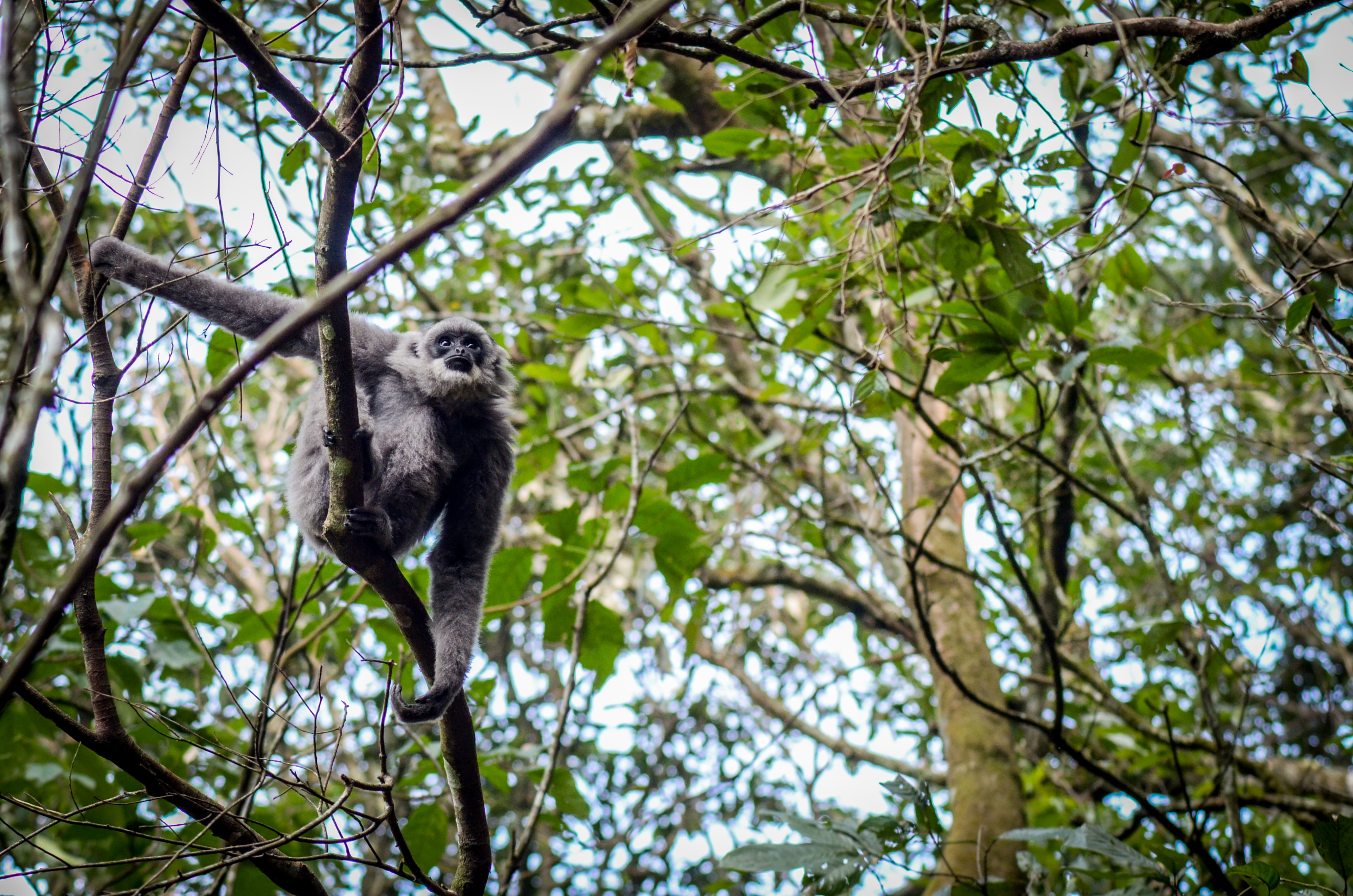 Seekor Owa Jawa bertengger di dahan pohon kawasan hutan lindung di Gunung Puntang.