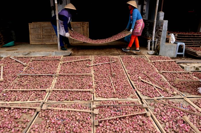Sumut Kembali Panen Serentak Puluhan Ton Bawang Merah