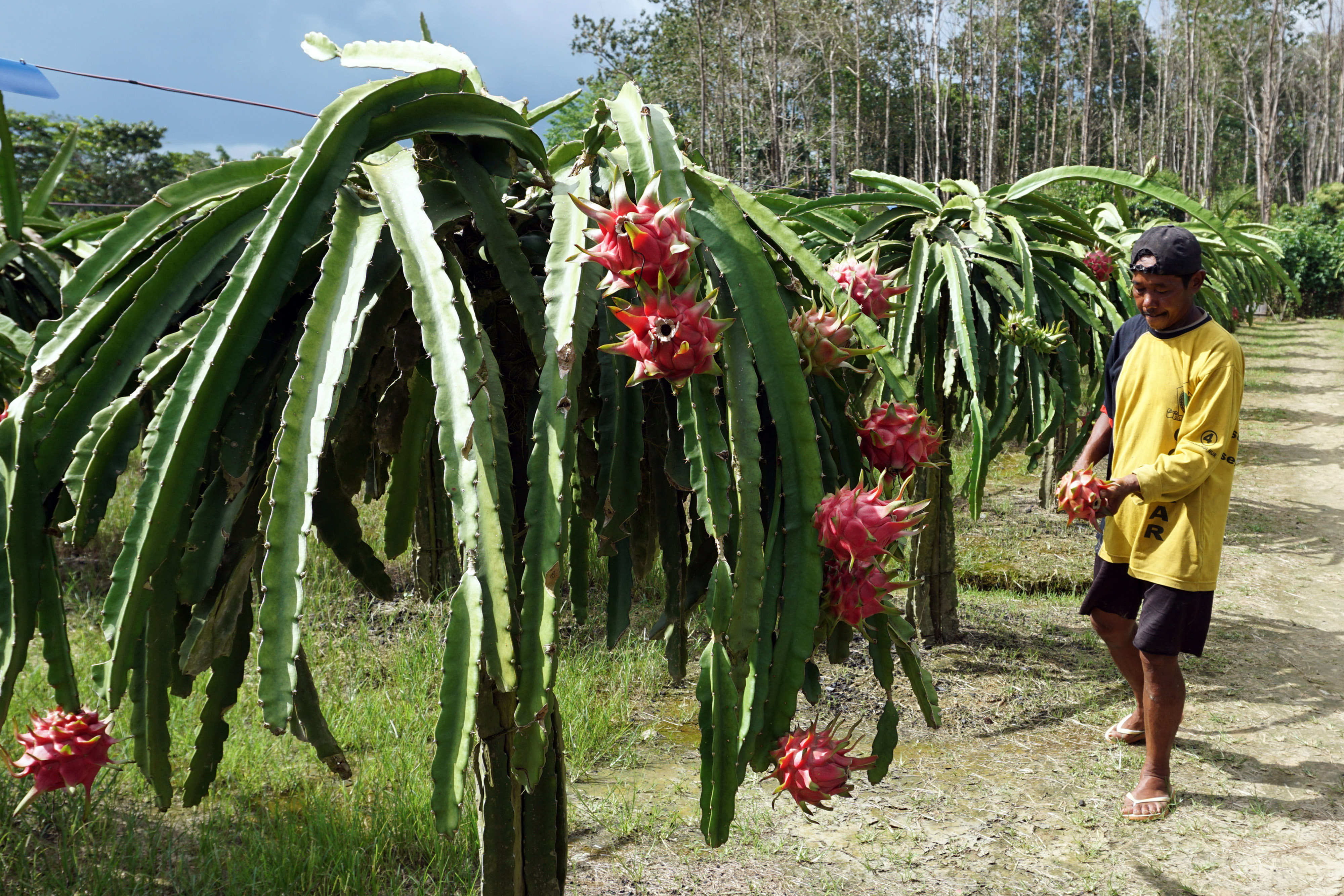 Petani memanen buah naga di sebuah perkebunan di Kabupaten Sorong, Papua Barat, Jumat (21/8/2020).