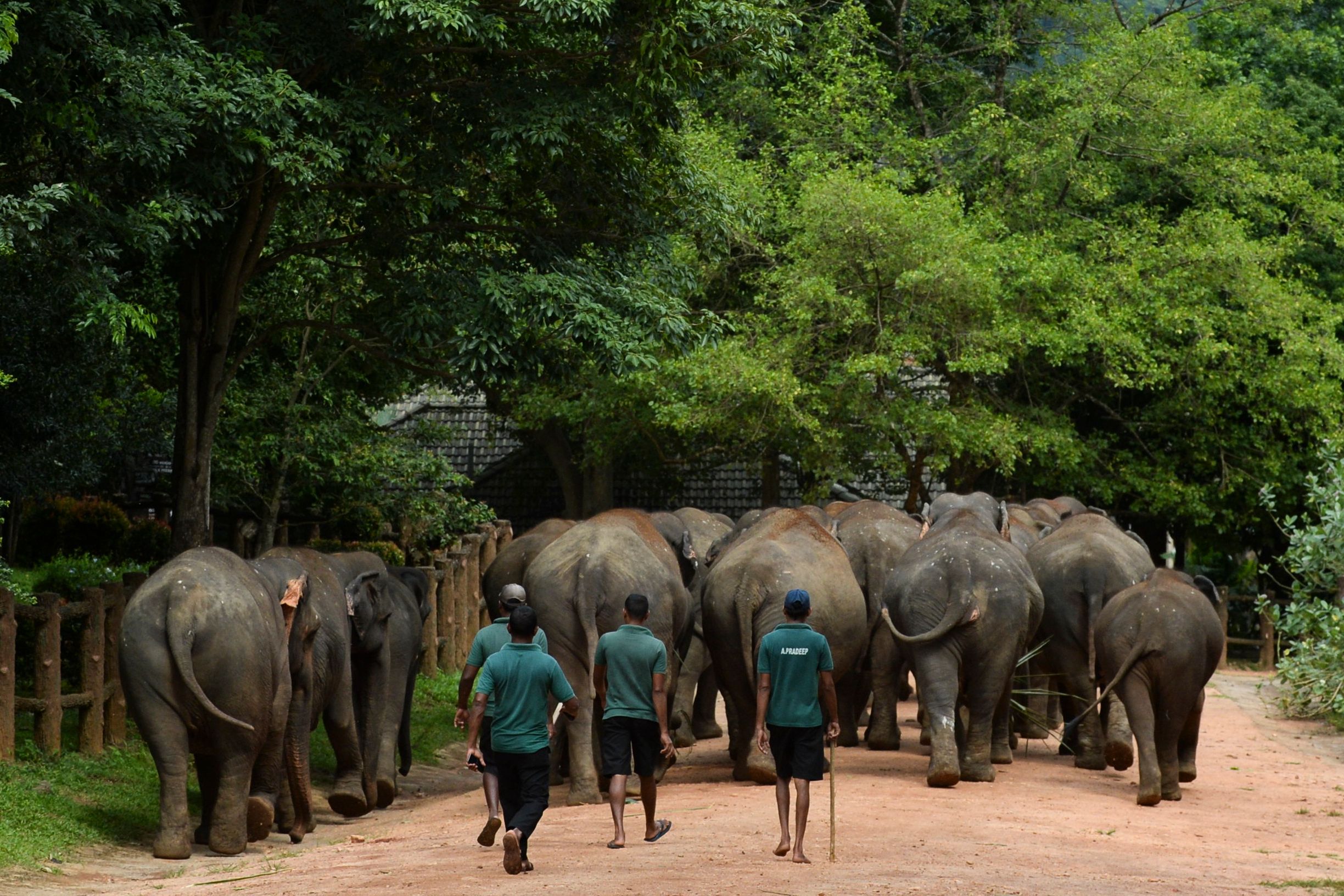 Mahout atau penjaga gajah mengawal kawanan gajah di Pinnawala Elephant Orphanage,  Pinnawala, 90 km dari ibukota Kolombo, Sri Lanka (11/8).
