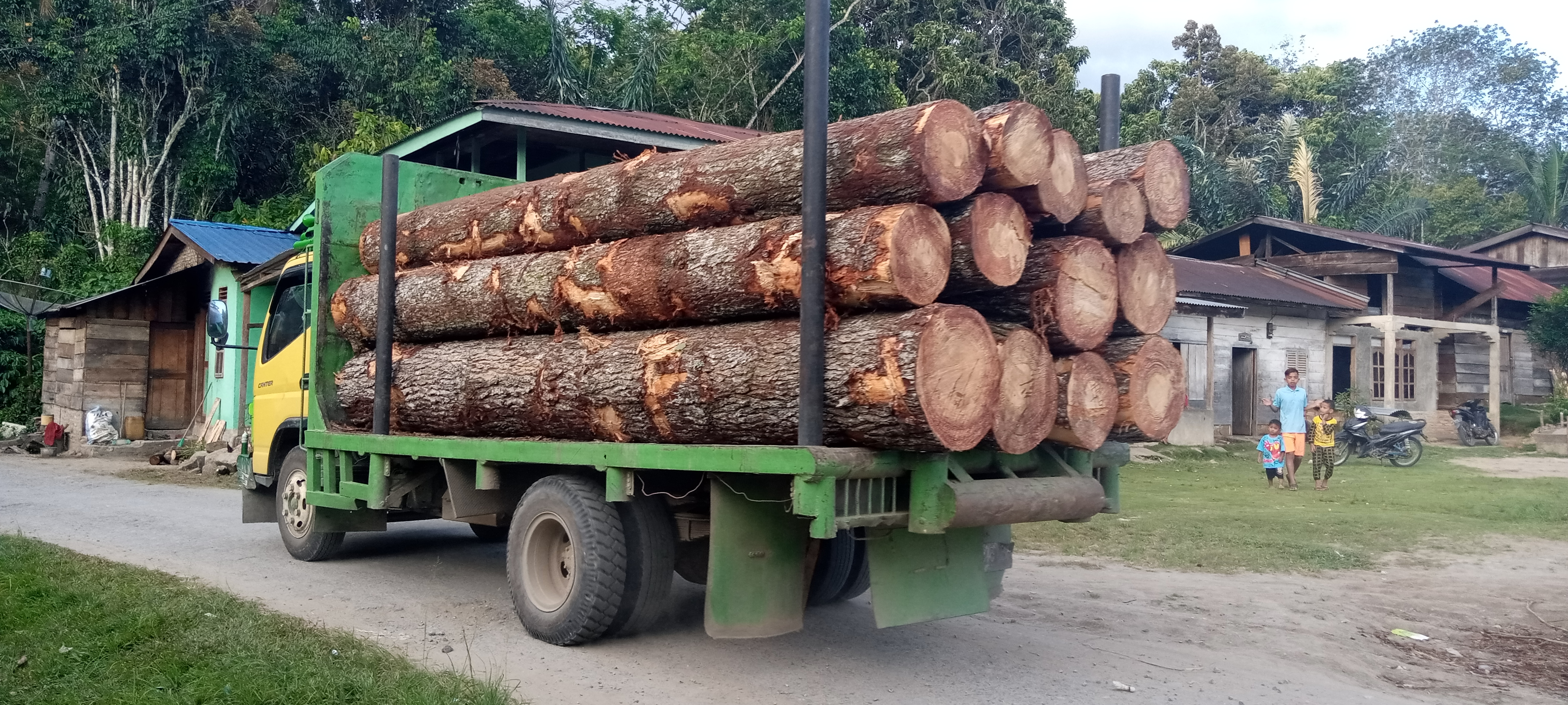 Telisik Izin Penebangan Kayu Pinus di Hutan Reboisasi Garoga