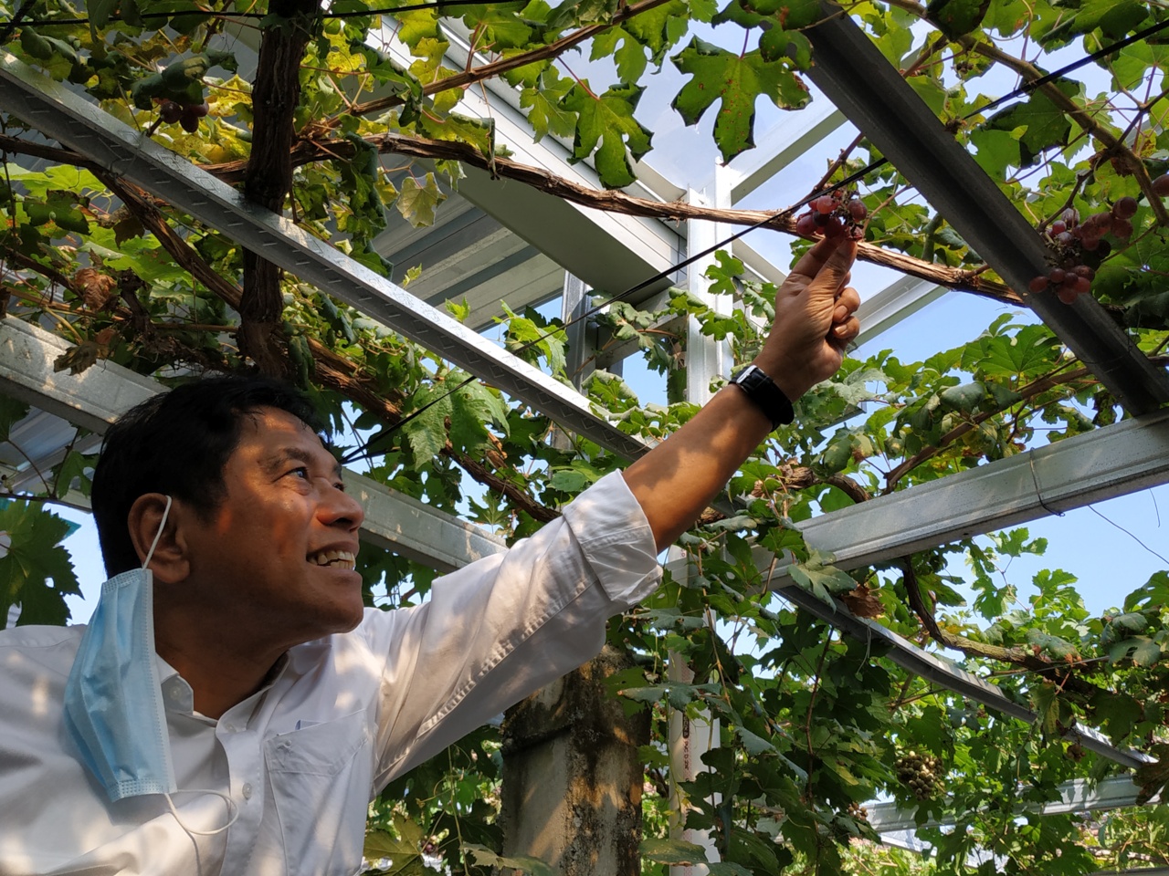 Budidaya Anggur di Perkampungan