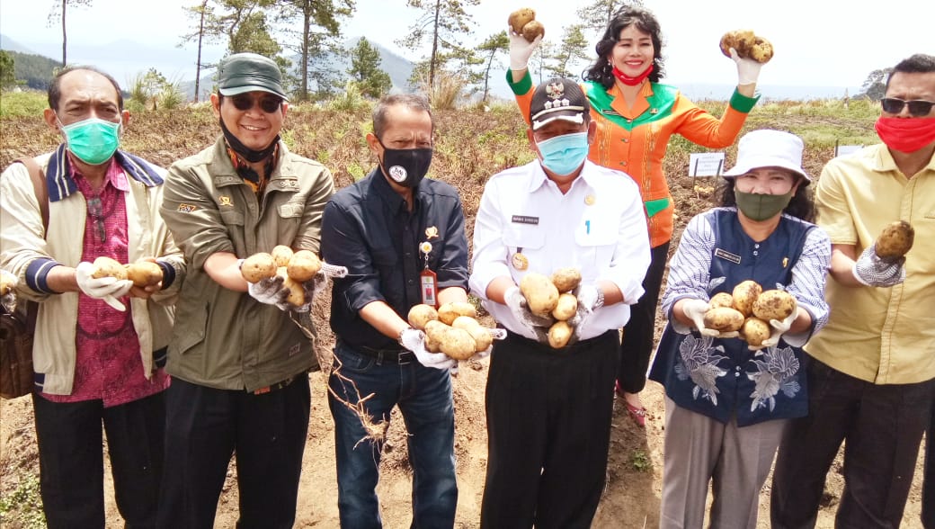 Kepala BKP, Kementan, Agung Hendriadi, saat melakukan panen kentang di Desa Partungkot Naginjang, Kecamatan Harian Kabupaten Samosir, Sumut 