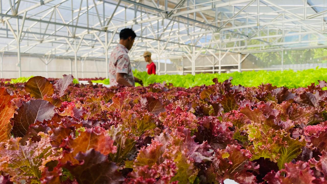 Budidaya ikan nila merah dan udang galah serta sayuran dalam satu bidang.