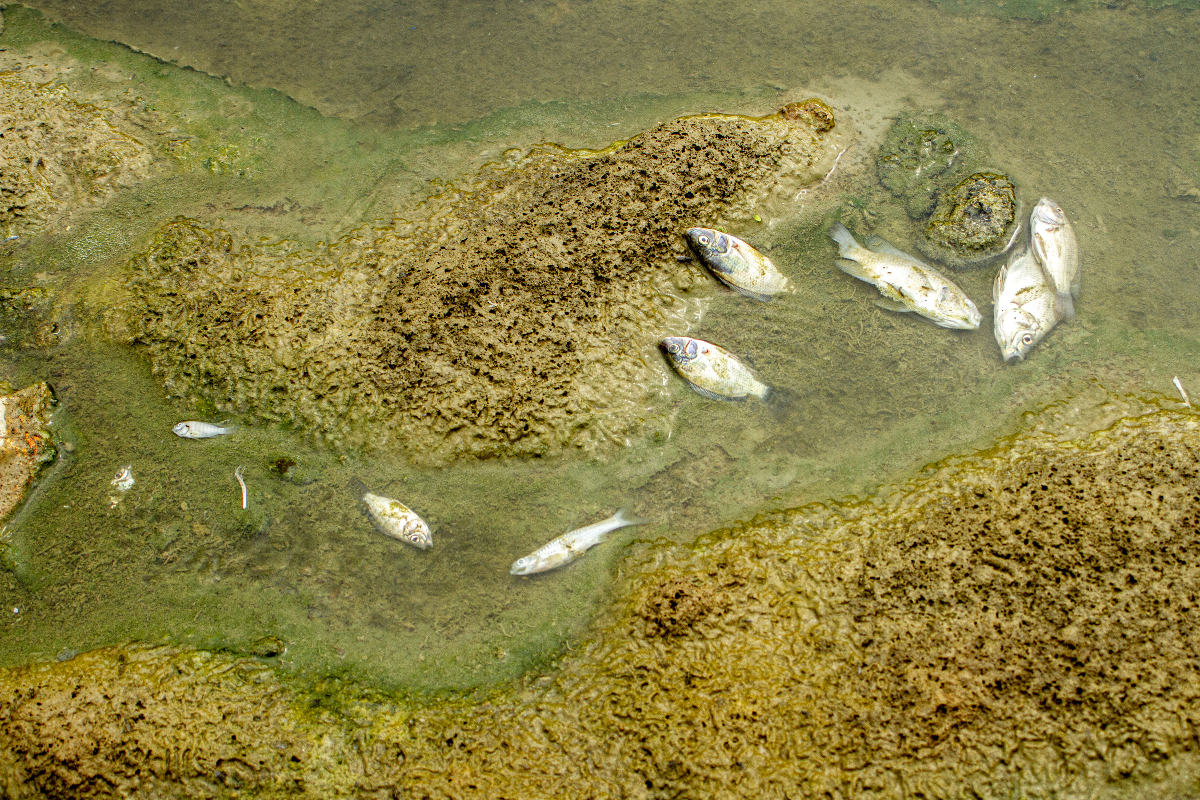 DAS CITARUM TERCEMAR LIMBAH: Sejumlah ikan mati di Daerah Aliran Sungai (DAS) Citarum yang tercemar di Karawang, Jawa Barat 