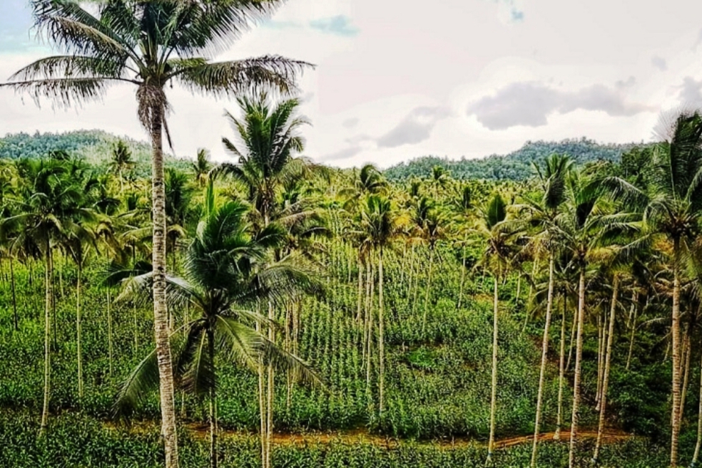 Dongkrak Jagung, Kementan Optimalkan Lahan di Bawah Pohon Kelapa