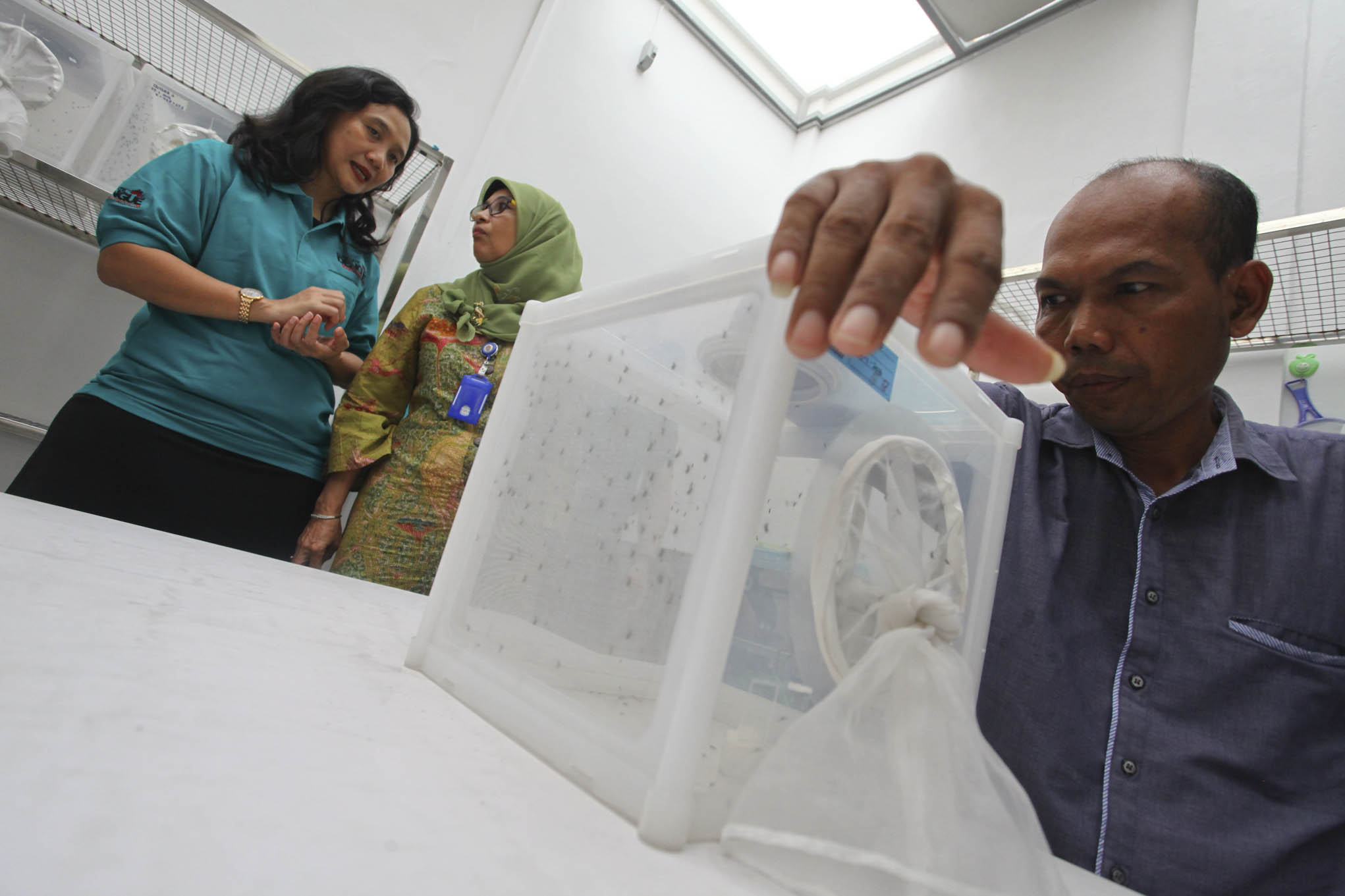 METODE BARU MENGATASI DBD: Petugas memberi makan nyamuk Aedes Aegepty ber-Wolbachia (bakteri yang menyebabkan virus Dengue  )