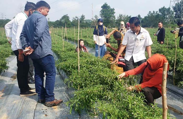 Penyuluh di Kabupaten Banyuasin, Sumsel, didorong untuk menyosialisasikan kepada petani agar menanam cabai yang memiliki nilai tinggi.
