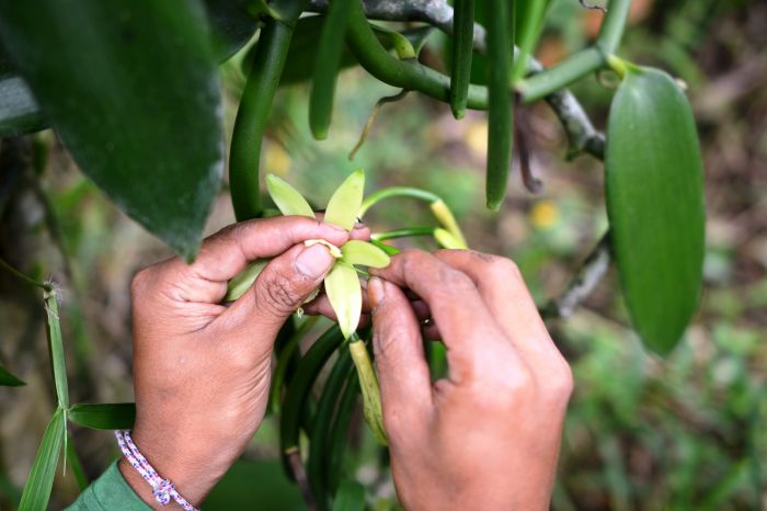 Potensi Temanggung selain komoditas kopi dan tembakau yang sudah familiar, yakni vanili. 