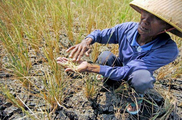 Ilustrasi : BMKG telah memprediksi sejumlah wilayah yang akan lebih kering saat musim kemarau dimulai April.  