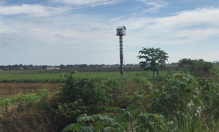 Rumah burung hantu (rubuha)  ditempatkan di tengah area persawahan. Burung hantu digunakan untuk memburu hama tikus.