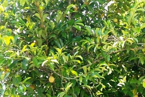 Pohon pala juga tak lepas dari Organisme Pengganggu Tumbuhan (OPT). BPTP Pontianak membantu para pekebun mengatasi OPT di kebun mereka.