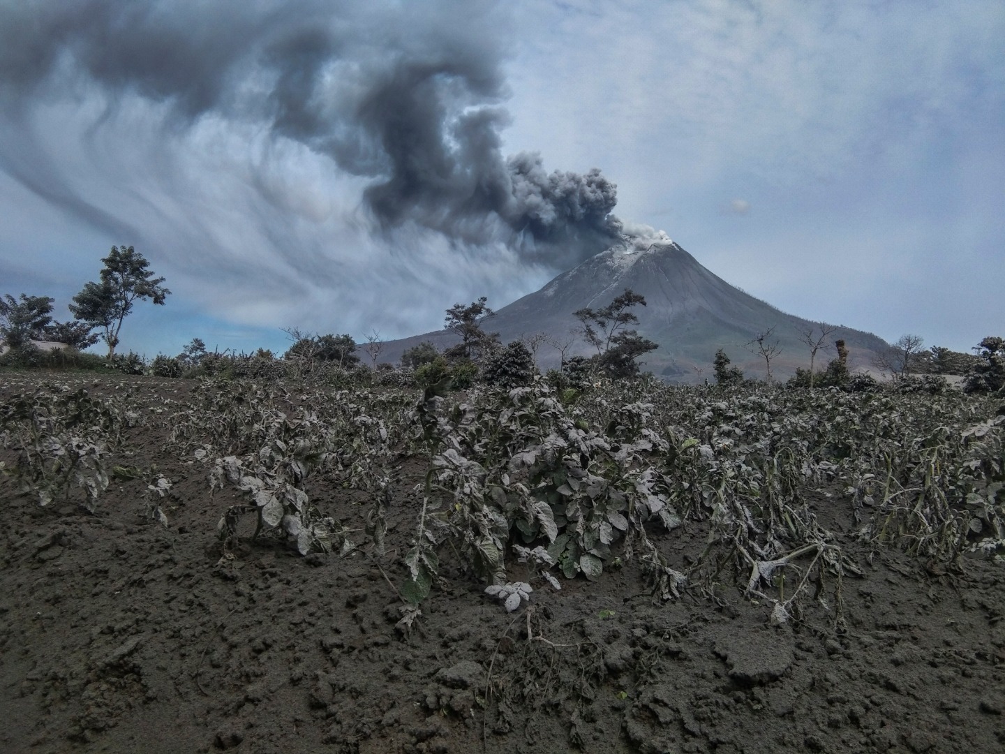 Gunung Sinabung menyemburkan material vulkanik saat erupsi di Desa Suka Tepu, Karo, Sumatra Utara, Jumat (14/8/2020).