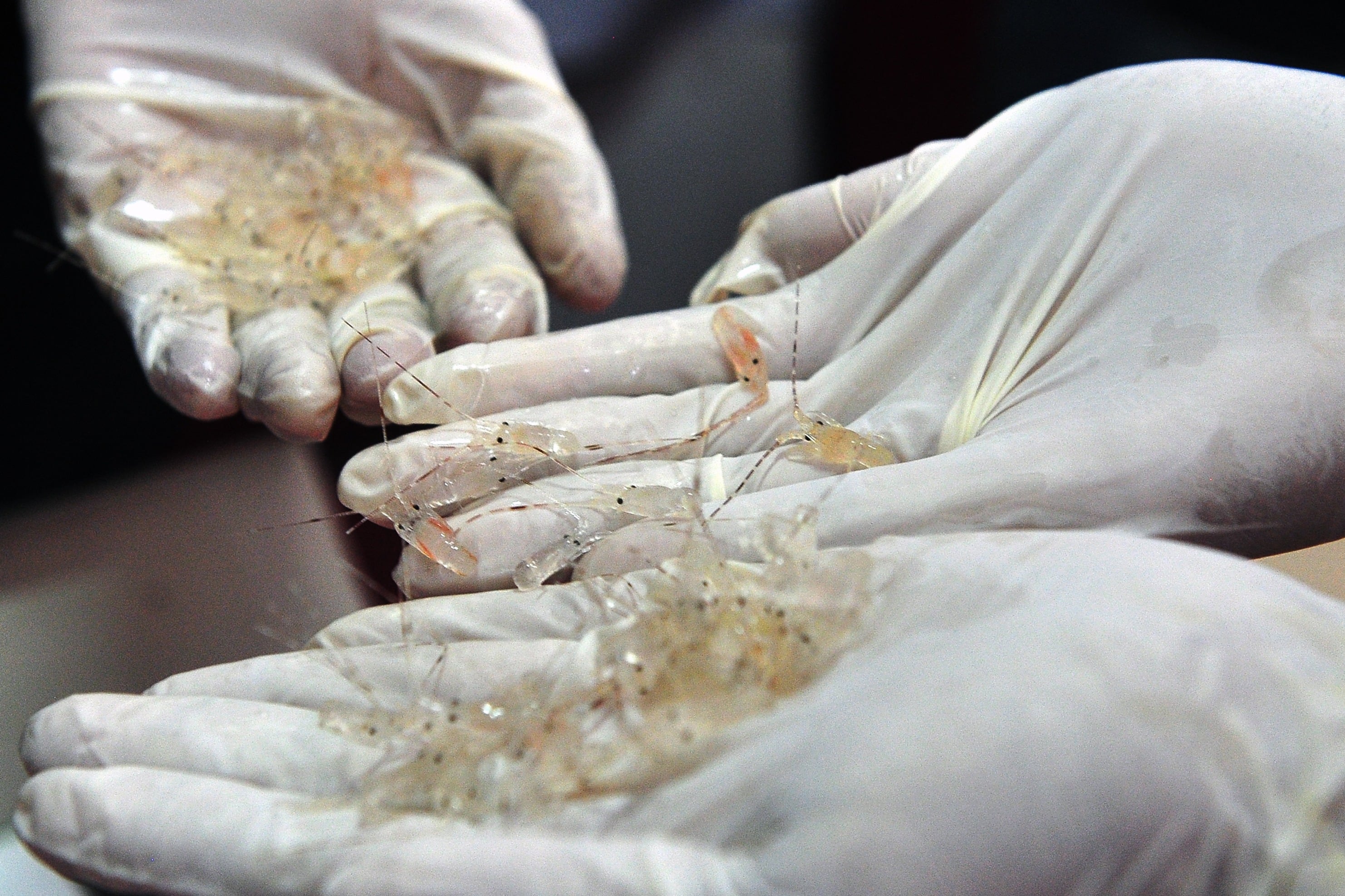 Tangkapan benih lobster yang hendak diekspor pada Februari 2019. 