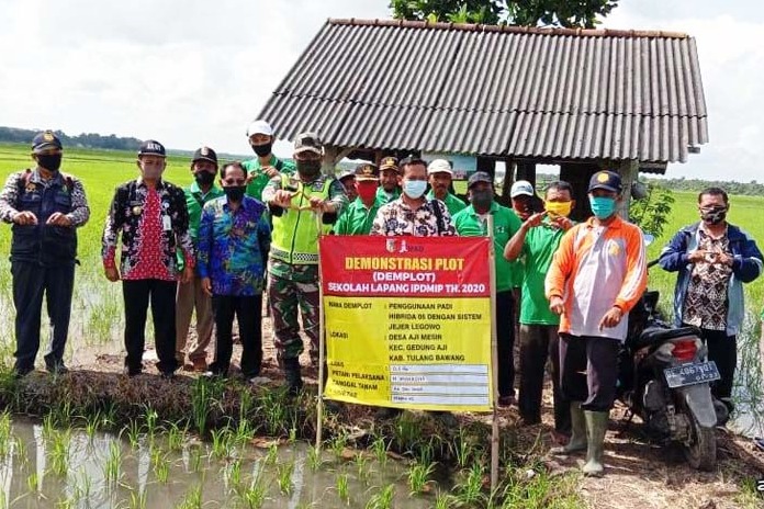  Kadistan Tulang Bawang, Sumarno (ke-2 kiri) bersama petani peserta Sekolah Lapang IPDMIP di Kecamatan Gedung Aji.