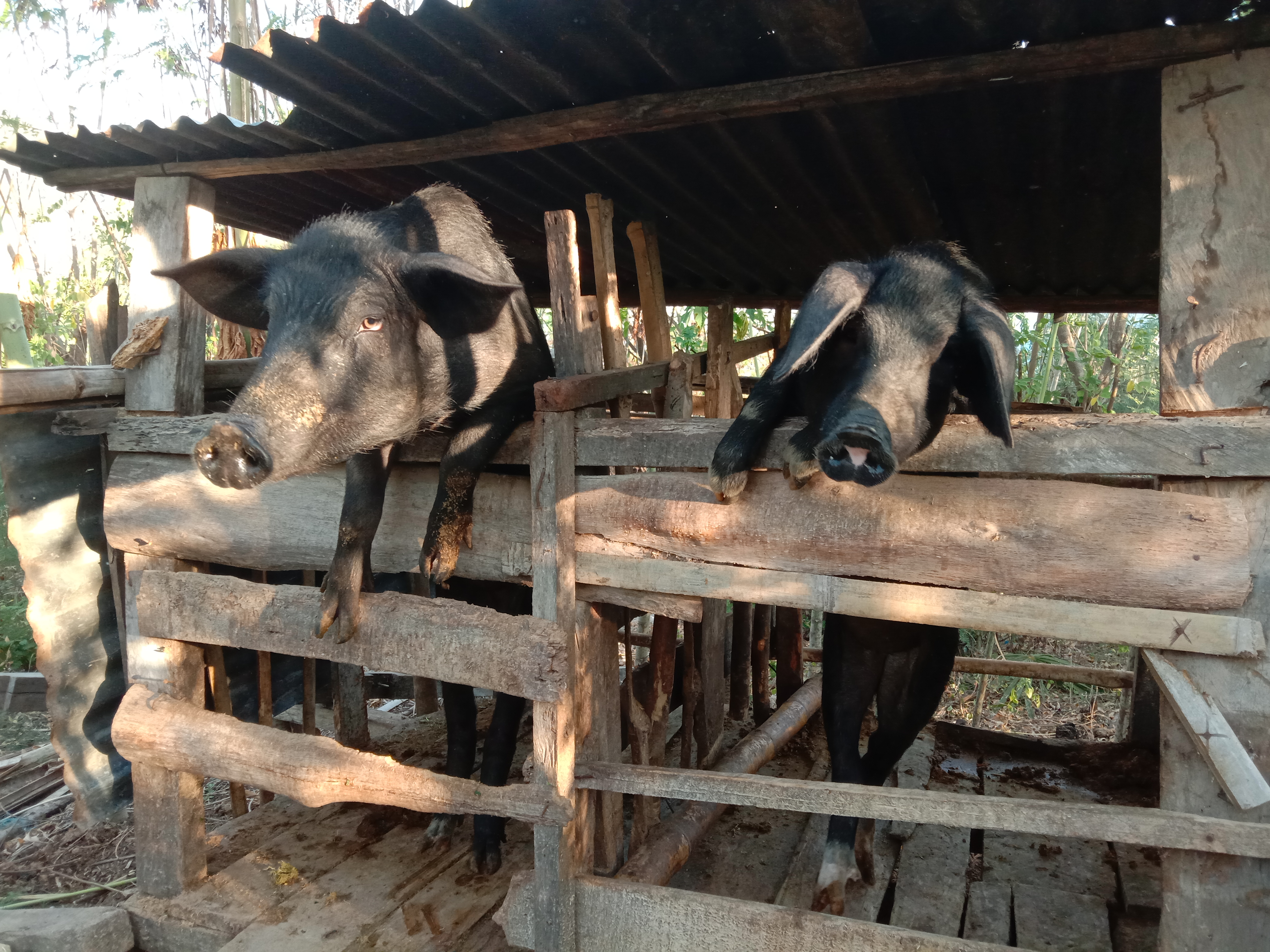 Bagi milik peternak di Manggarai Barat
