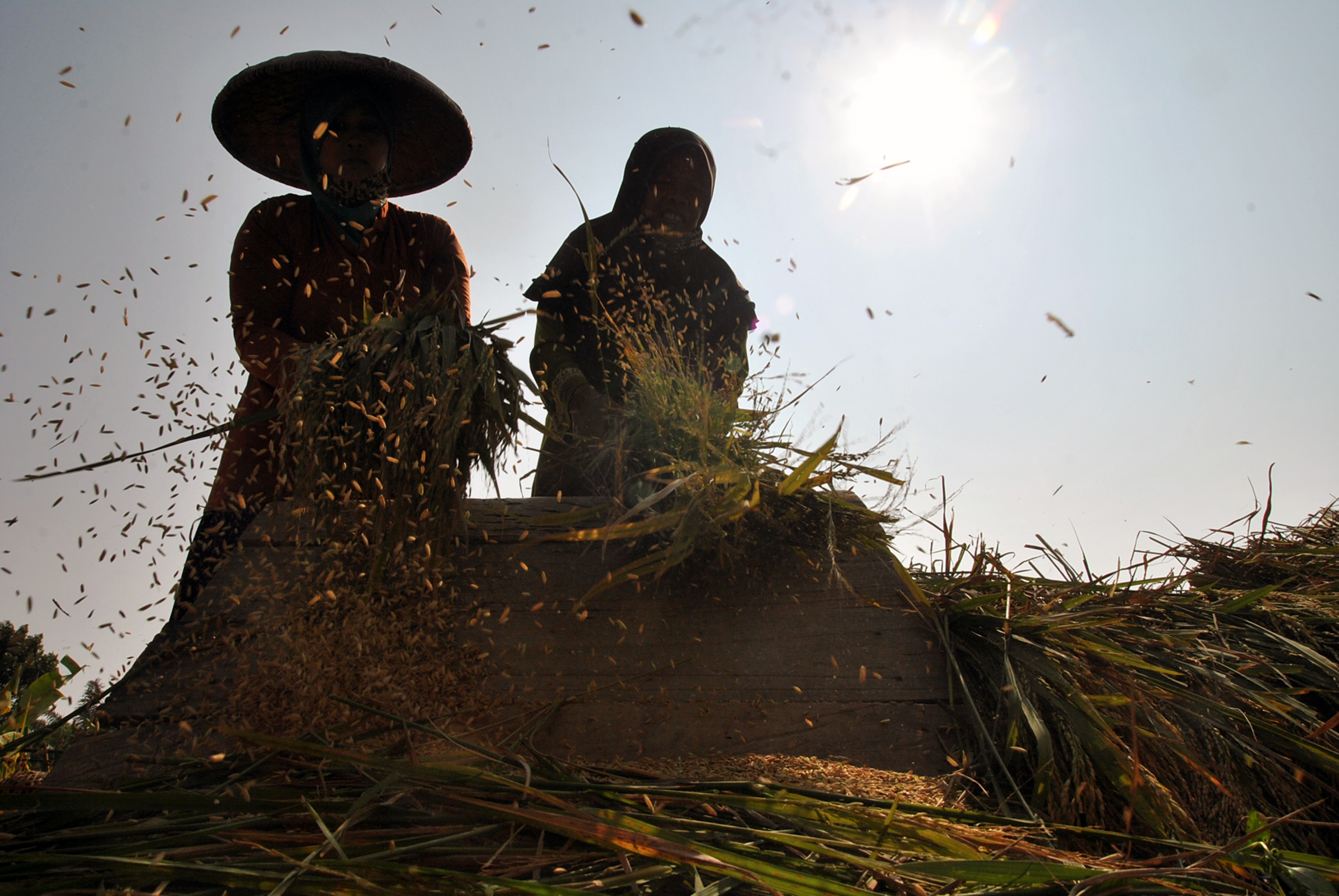 Petani memanen padi di Kampung Ciharashas, Jawa Barat.