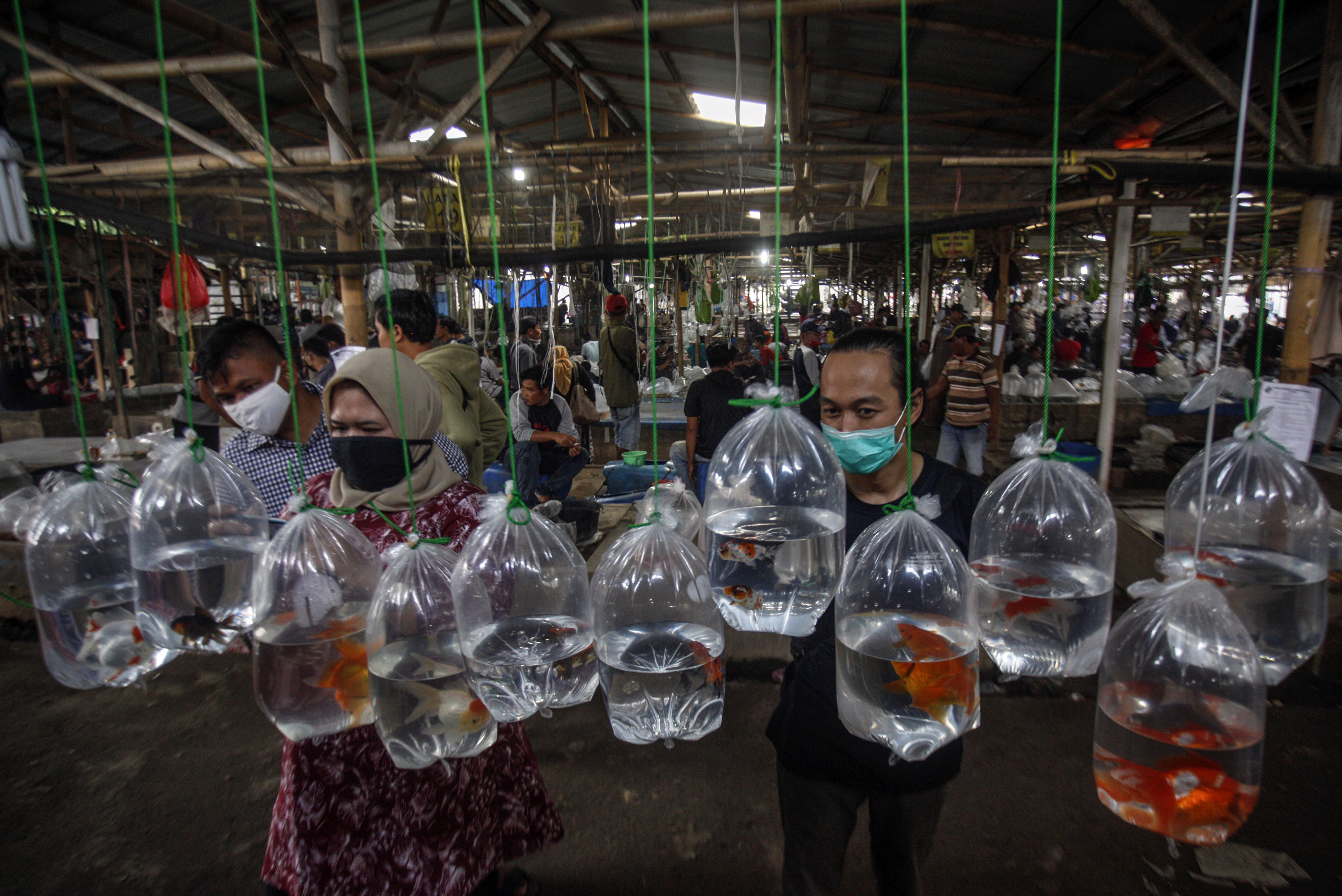 Aktivitas jual beli di sentra penjualan ikan hias di Parung, Bogor, Jawa Barat.